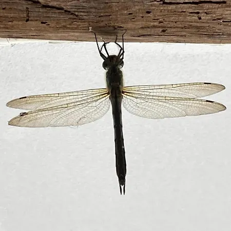 וילה Filistrina